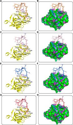 Non-covalent cyclic peptides simultaneously targeting Mpro and NRP1 are highly effective against Omicron BA.2.75